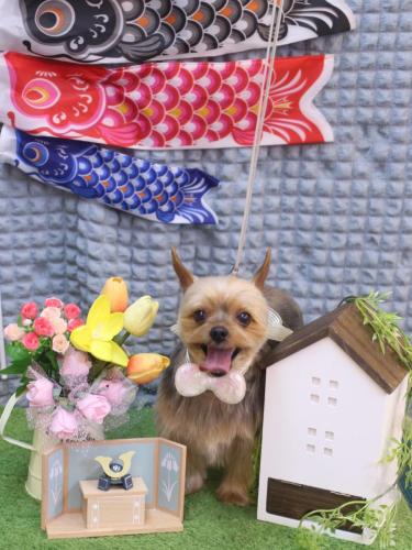 20230516リムちゃん